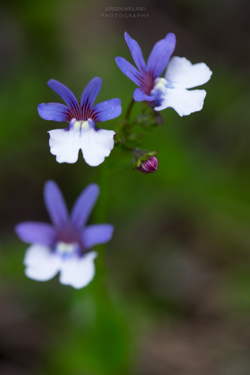 capepoint-6