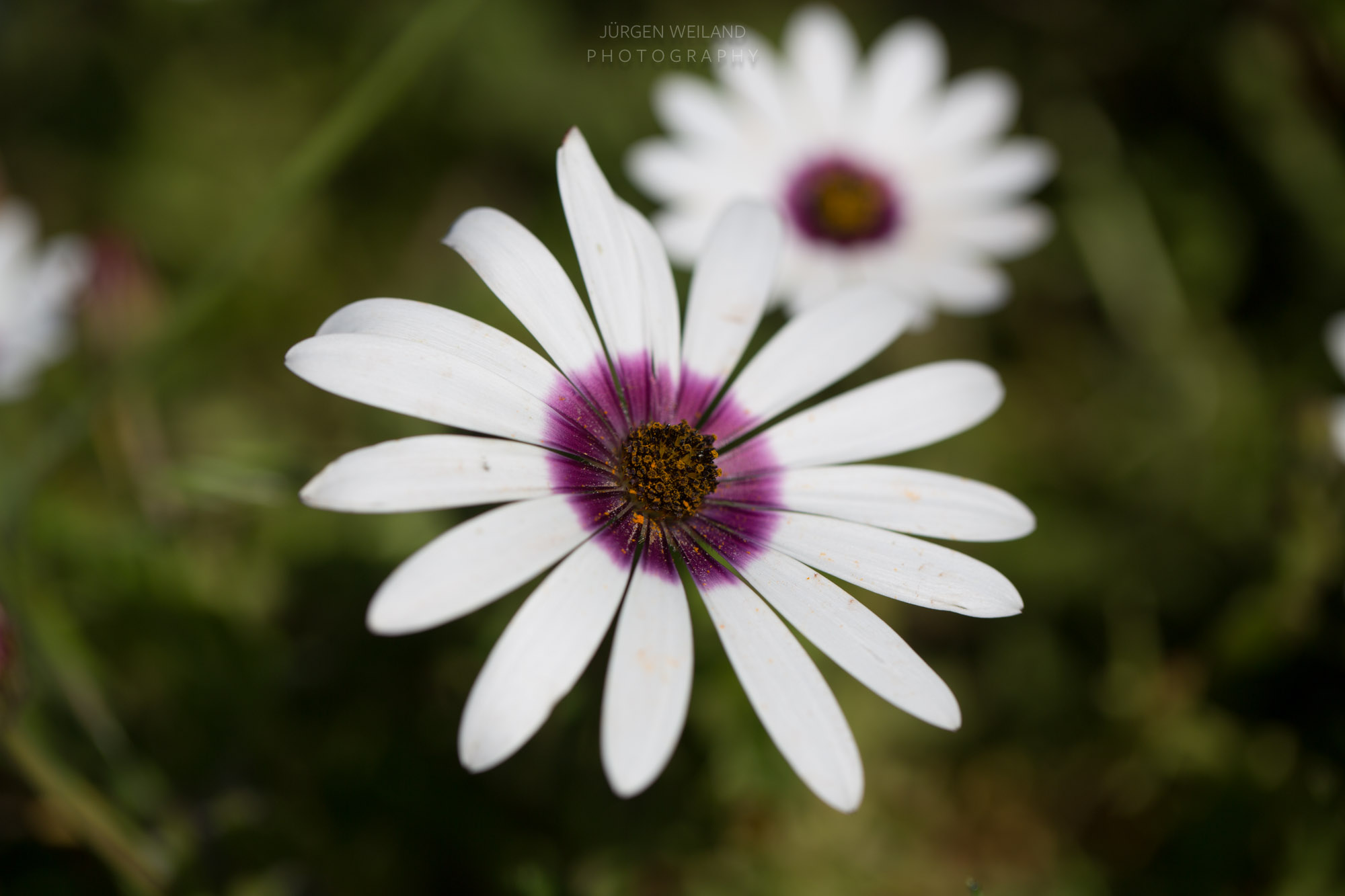 flowerreserve-5