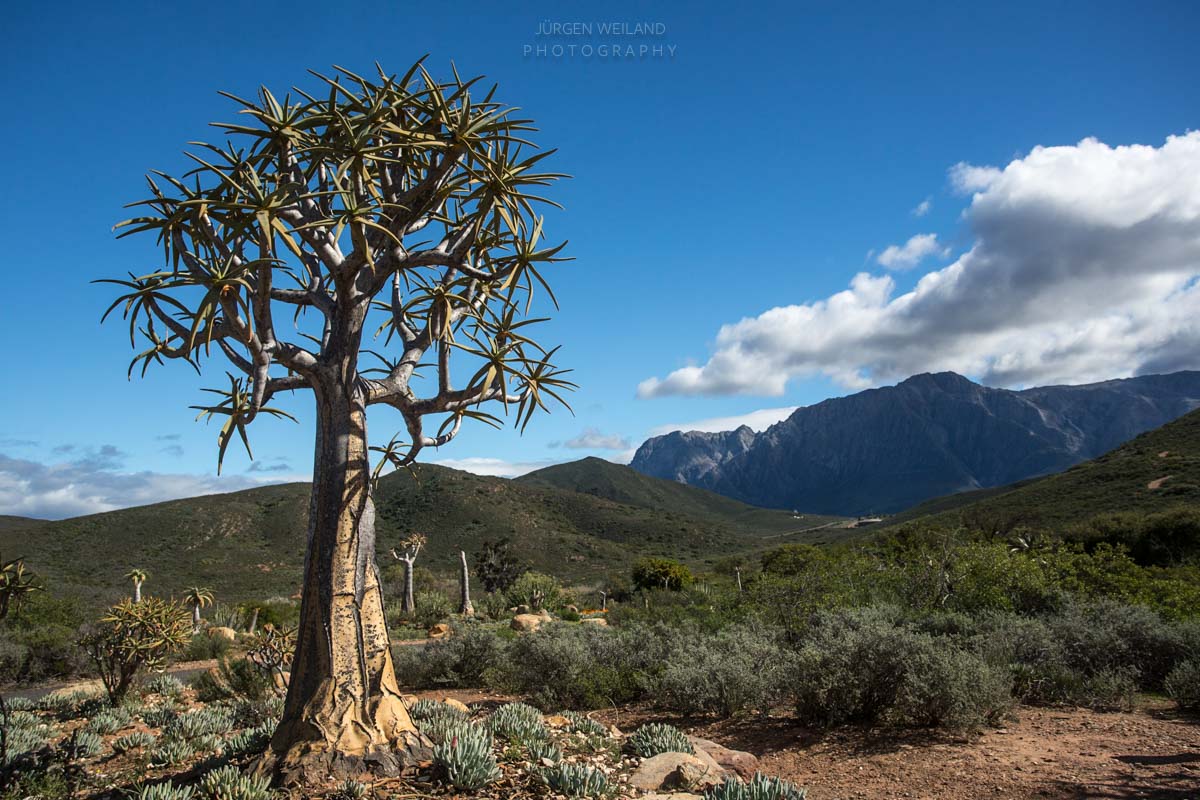 karoodesertgarden-1