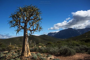  Aloe dichotoma Kokerboom 