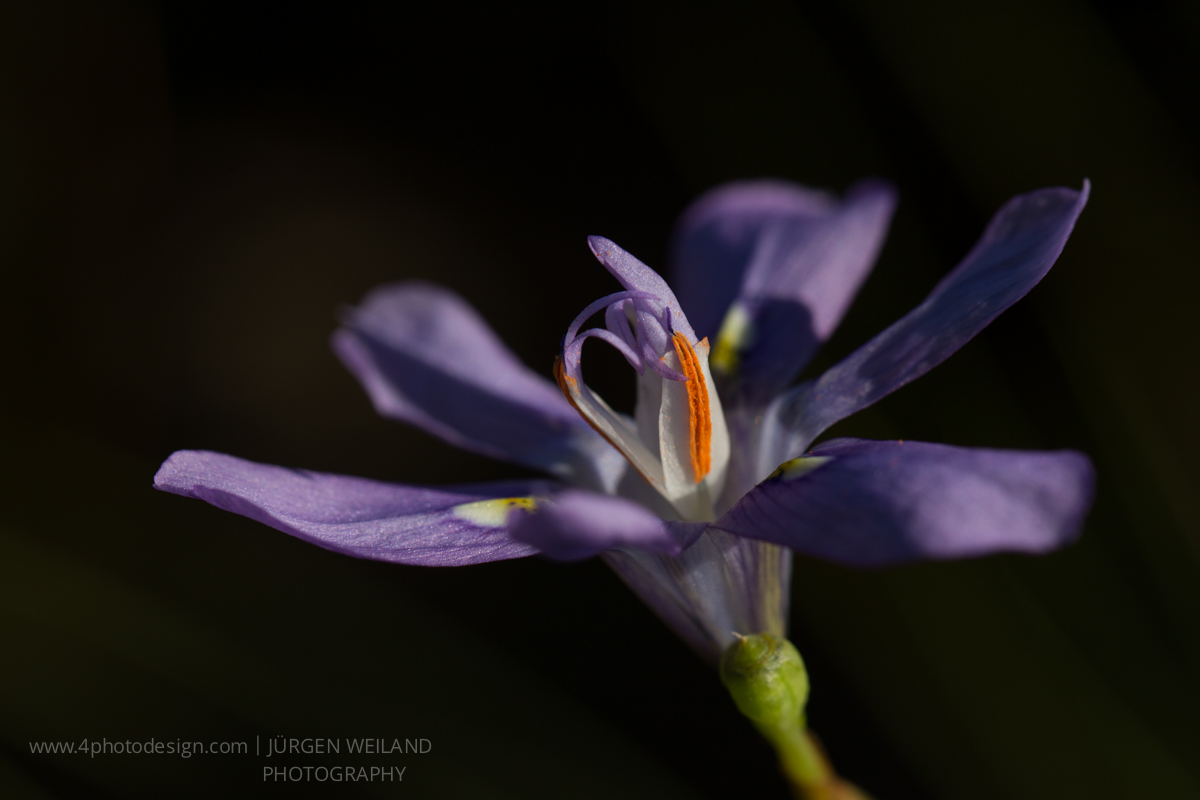 Moraea inclinata Nodding Wild Iris-2 gallery