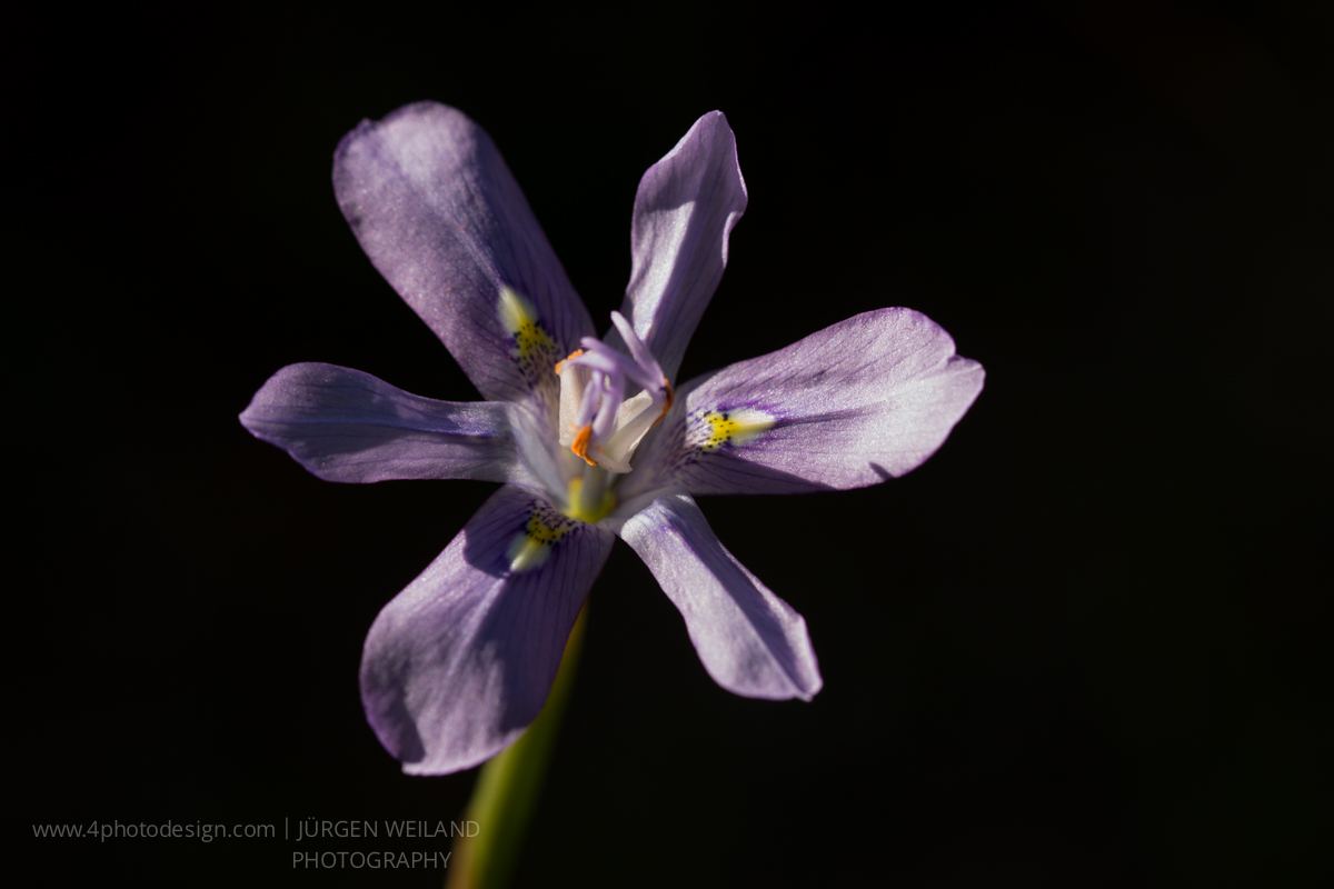 Moraea inclinata Nodding Wild Iris gallery